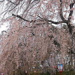 名古屋城広場には大勢の外国人も来てお花見をしていました。　　　　　・外つ国の人らとともに桜見る(和良)