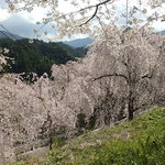 上勝町の病院の横の斜面でもしだれ桜が咲き鶯を聞きました。　　　　　　・花吹雪越しに鶯鳴くを聞く(和良)