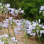 藍住町の自宅のご近所の庭にアガパンサスの花が咲いていました。　　　　・梅雨晴れてアガパンサスの花青く（和良）