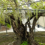 石井町の地福寺の藤は二分咲いて白藤らしい色となっていました。　　・二分咲いて白藤らしき色となる(和良)