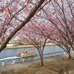 ひょうたん島クルーズの小舟から蜂須賀桜を見に来る人もいました。　　　　　　・舟からも蜂須賀桜見に来られ(和良)