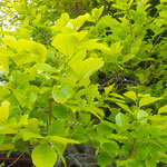 阿南市の友人が耕す畑の隣の空き家では柿若葉が綺麗でした。　　　　・生き生きと空き家の庭の柿若葉(和良)