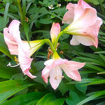 我が家の庭のアマリリスは明日は四つも花をつけそうでした。　　・アマリリス明日は四つも咲きさうな(和良)