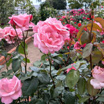 藍住町の薔薇園を一巡した後、薔薇を見ている人を見ました。　　　　・一巡し薔薇を見てゐる人を見る(和良)