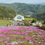 美馬市脇町の広棚の芝桜は上から見下ろしても素晴らしい風景でした。　　・仰ぎ見て眼下にも見て芝桜(和良