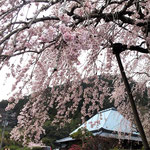 神山町にある明王寺の枝垂れ桜には臨時の駐車場も出来ていました。　　　　・百歳の桜に臨時駐車場(和良)