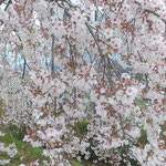 吉野川市の向麻山公園には外国人もお花見に来ていました。　　・コンビニの弁当持ちてお花見に(和良)