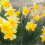藍住町の自宅の前のお家では庭に綺麗な黄水仙を咲かせていました。　　・黄水仙咲いて明るき庭となり(和良)