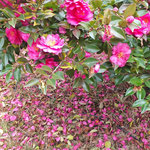 渭水苑の山茶花は前夜の雨でたくさんの花弁が散っていました。　　・山茶花を散らしてゆきし昨夜の雨(和良)