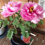 鳴門市の観音寺では鉢植のスタイルの良い牡丹もありました。　　　　・鉢植のスタイルの良き牡丹かな(和良)