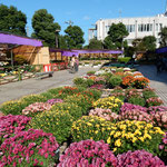 吉野川市市役所前の菊花展は好天に恵まれどの菊も綺麗でした。　　　　　・雲一つなき青空の菊花展（和良）