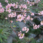 東京の高輪プリンスホテルの庭園では河津桜が咲き競っていました。　　　　　　　　　　　　・まづ咲きて河津桜でありにけり(和良)