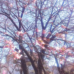 原田家住宅の蜂須賀桜の母樹は見上げるほどに大きかったです。　　　・仰ぎ見る母樹の蜂須賀桜かな(和良)