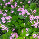 我が家の庭に犇く酢漿草の紫の花は見るほどに瑞々しかったです。　　　　　　・酢漿草の紫の花瑞々し(和良)　　　　　　　　