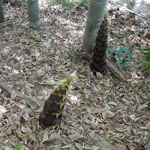 広い竹林の筍は取り損ねるとすぐに大きく育ってしまいます。　　　　・取り損ねたる筍の背丈超す(和良)