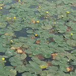東御苑の池には大きな河骨と小さな河骨が一面に咲いていました。　　　　・河骨の御苑の池に咲き満てる（和良）