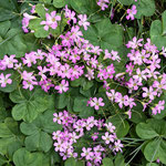 我が家の庭に咲き始めた酢漿草の花は日ごとに広がっていきます。　　　　・庭中に酢漿草の花広がれる(和良)