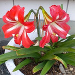 母が育てていた鉢植のアマリリスは母の好きな赤い色でした。　　　・アマリリス真つ赤や母の好きな色(和良)