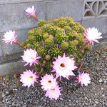 また花を開いた我が家の仙人掌に拍手を送りたくなりました。　　　 　・仙人掌の花また開く嬉しさよ(和良)