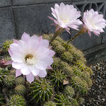 秋になっても残暑は厳しく仙人掌は元気に花をつけています。　　　　・仙人掌の花咲くほどの残暑かな(和良)