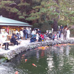 栗林公園の池の鯉には七五三帰りの家族をはじめ大勢来ていました。　　・七五三帰りの子らも鯉の池(和良)