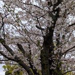 藍住町の今年の公園は桜が咲き満ちてとても明るく感じました。　　　　　・公園に桜咲き満つ明るさよ(和良)