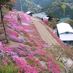 芝桜は里山を明るく彩っていました。　　　　　　　　　　　　　　　　　　　・石積みの里に明るき芝桜（和良）