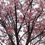散り始めた徳島市助任川南岸の蜂須賀桜は花も葉も赤かったです。　　　　・花も葉も赤き蜂須賀桜かな(和良)