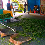 石井町の藍農家では一族総出で藍粉成し作業をされていました。　　　・一族の総出に藍を粉成しけり(和良)