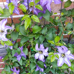 鉄線の花は日差しのある方へ方へと弦を伸ばしていました。　　　　　　　・日差ある方へ方へと鉄線花(和良)