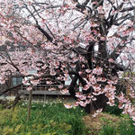 原田家住宅の蜂須賀桜は戦災にも耐えて生き延びてきました。　　　　　・戦災を耐えし蜂須賀桜見る(和良)
