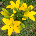 うどん屋の庭で見た黄色い百合の花は犇くように咲いていました。　　・犇きて咲ける黄色い百合の花(和良)