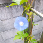 我が家の朝顔は手当たり次第に弦を伸ばして咲いています。　　　　・朝顔のやたらに弦を伸ばし咲く(和良)