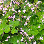 酢漿草は明日も元気に咲かんと眠りについているようです。　　　　・酢漿草の明日も咲かんと休みをり(和良)