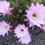 晴れの日を待ちかねていたかのように仙人掌は花を開きました。　　　・晴れの日を待ちて仙人掌花開く(和良)