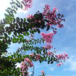 百日紅の伸びていく青空には赤とんぼも飛ぶようになりました。　　　　　・赤とんぼ飛ぶ空青し百日紅(和良)