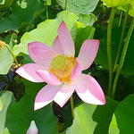 鳴門市の島田島では平成26年から古代蓮の栽培が始まりました。　　　　・人の手でつながる命古代蓮(和良)