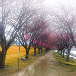 徳島市の助任川南岸の蜂須賀桜は雨の中でも赤く咲いていました。　　　　　・雨の日の蜂須賀桜赤殊に(和良)