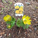 牛岐城址の岩田公次句碑には福寿草が植えられていました。　　　　　・句碑囲み寄り添ひ咲ける福寿草(和良)