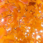 レストランの庭の大きなマロニエの冬紅葉をしばらく仰ぎ見ました。　　・仰がるる大マロニエの冬紅葉(和良)