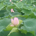 北島町の蓮根畑で見た大雨の後の蓮の花です。　　　　　　　　　　　　　・たっぷりと降りたる朝の蓮の花（和良）