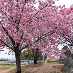 石鎚のサービスエリアでは桜を見る人が途切れなく来ていました。　・お花見に立ち寄る人の途切れなく(和良)