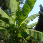 丈六寺の境内では背の高い芭蕉が大きな葉を広げていました。　　・大芭蕉傷一つなくそよぐなり(和良)