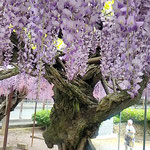 藤の花が咲き、石井町の童学寺への道は渋滞していました。　　　　　　　　・藤咲いて山寺に渋滞の列(和良)