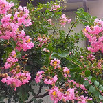 我が家の庭の百日紅はこぼれてもこぼれても咲き続けています。　　・こぼれてもこぼれても咲き百日紅(和良)