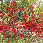 ミュージアムの煙突への道に真っ赤な木瓜が咲いていました。　　　　・木瓜の花真っ赤や陶器の美術館(和良)