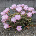 我が家の仙人掌の花は今日を限りと色鮮やかに咲いています。　　　　　・仙人掌の今日を限りの花の彩(和良)