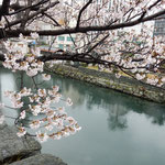 中央公園の桜は徳島城址のお濠の上にまで迫り出していました。　　・濠の上までも迫り出し咲く桜(和良)