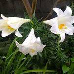 我が家の庭の百合の花が雨にもめげず三つも花を開きました。　　　・百合の花今日は三つも咲いてをり(和良)