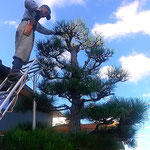 馴染の植木屋さんは澄み渡る空を背に松手入を始めました。　　　　　　　・澄み渡る空に始まる松手入(和良)